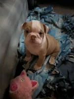 Sassy , a female English Bulldog for sale in New Whiteland, IN – Photo 5 of 8