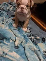Sassy , a female English Bulldog for sale in New Whiteland, IN – Photo 8 of 8