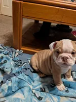 Sassy , a female English Bulldog for sale in New Whiteland, IN – Photo 3 of 8
