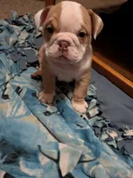 Sassy , a female English Bulldog for sale in New Whiteland, IN – Photo 4 of 8