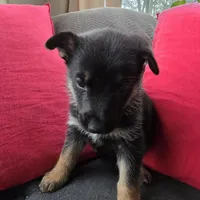 AKC Female Pink, a female German Shepherd Dog for sale in Oak Island, NC – Photo 1 of 3