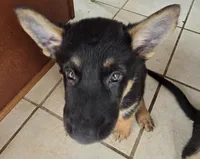 AKC Female Pink, a female German Shepherd Dog for sale in Oak Island, NC – Photo 2 of 3