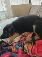 AKC Male Red, a male German Shepherd Dog for sale in Oak Island, NC – Photo 5 of 5