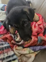 AKC Male Red, a male German Shepherd Dog for sale in Oak Island, NC – Photo 3 of 5