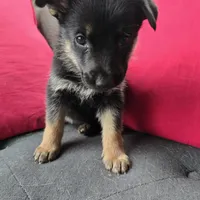 AKC Male Red, a male German Shepherd Dog for sale in Oak Island, NC – Photo 4 of 5