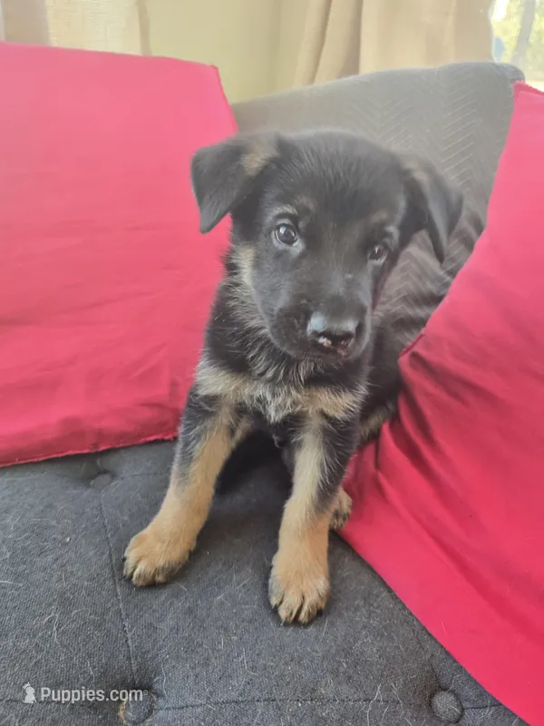 AKC Male Red – German Shepherd Dog puppy for sale in Oak Island, NC