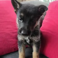 AKC Male Orange, a female German Shepherd Dog for sale in Oak Island, NC – Photo 2 of 4