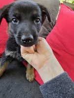 AKC Male Orange, a female German Shepherd Dog for sale in Oak Island, NC – Photo 4 of 4