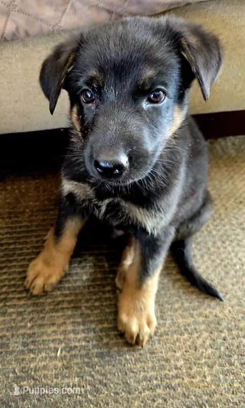 AKC Male Orange – German Shepherd Dog puppy on hold in Oak Island, NC