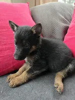 AKC Male Yellow , a female German Shepherd Dog for sale in Oak Island, NC – Photo 3 of 3