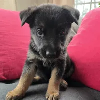 AKC Male Yellow , a female German Shepherd Dog for sale in Oak Island, NC – Photo 2 of 3