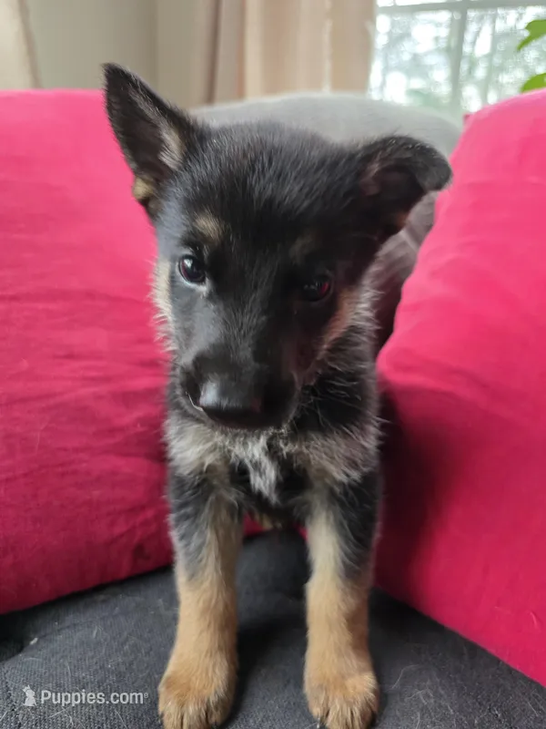 AKC Male Yellow  – German Shepherd Dog puppy on hold in Oak Island, NC