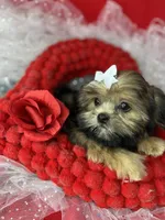 Amour Sweetest girl ready now , a female Shih Tzu and Yorkshire Terrier for sale in Tacoma, WA – 4 of 7