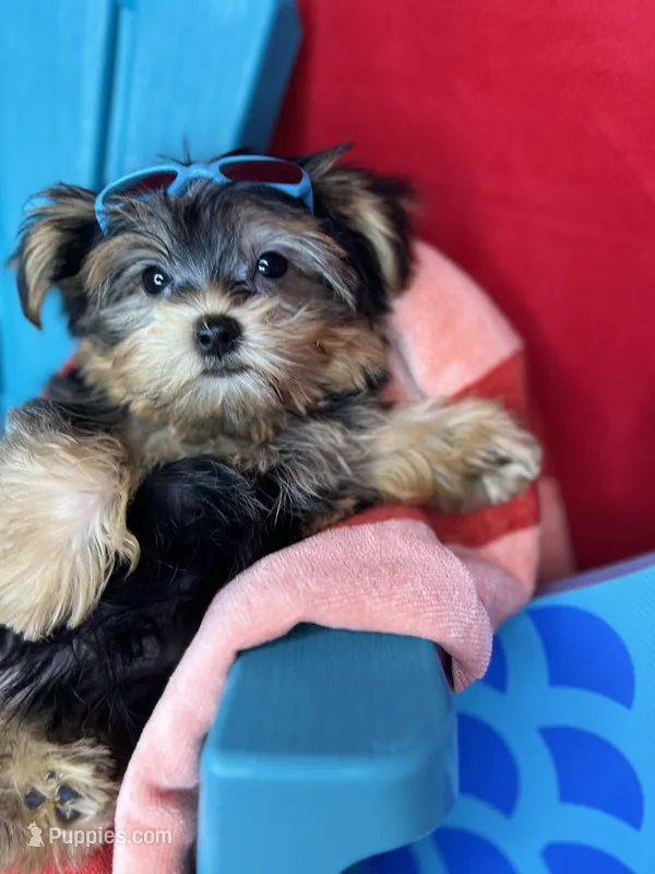 Tiny Timmy Extreme teddy bear face shorkie  – Shih Tzu, Yorkshire Terrier puppy for sale in Tacoma, WA