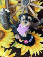 Beth Sweetest baby face , a female Shorkie for sale in Tacoma, WA – Photo 4 of 10