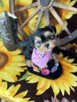 Beth Sweetest baby face , a female Shorkie for sale in Tacoma, WA – Photo 8 of 10