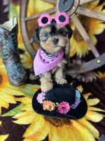 Beth Sweetest baby face , a female Shorkie for sale in Tacoma, WA – Photo 5 of 10