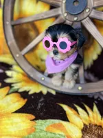 Beth Sweetest baby face , a female Shorkie for sale in Tacoma, WA – Photo 3 of 10
