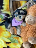 Beth Sweetest baby face , a female Shorkie for sale in Tacoma, WA – Photo 9 of 10