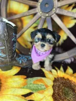 Beth Sweetest baby face , a female Shorkie for sale in Tacoma, WA – Photo 7 of 10