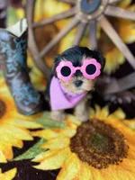 Beth Sweetest baby face , a female Shorkie for sale in Tacoma, WA – Photo 2 of 10