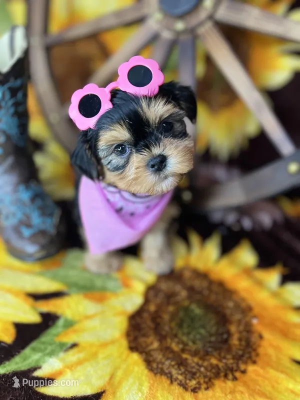 Beth Sweetest baby face  – Shorkie puppy for sale in Tacoma, WA