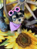 Beth Sweetest baby face , a female Shorkie for sale in Tacoma, WA – Photo 1 of 10