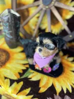 Beth Sweetest baby face , a female Shorkie for sale in Tacoma, WA – Photo 6 of 10