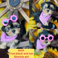 Beth Sweetest baby face , a female Shorkie for sale in Tacoma, WA – Photo 10 of 10