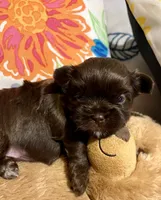 TOOTSIE CHOCOLATE SHORKIE , a female Shih Tzu and Yorkshire Terrier for sale in Tacoma, WA – 5 of 6