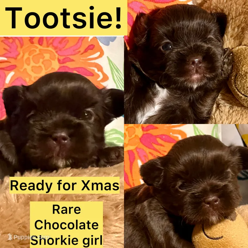 TOOTSIE CHOCOLATE SHORKIE  – Shih Tzu, Yorkshire Terrier puppy for sale in Tacoma, WA