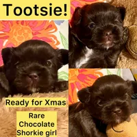 TOOTSIE CHOCOLATE SHORKIE , a female Shih Tzu and Yorkshire Terrier for sale in Tacoma, WA – 1 of 6