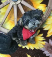 Extreme teddy bear face! Vet checked ready now , a male Shih Tzu and Yorkshire Terrier for sale in Tacoma, WA – 3 of 6