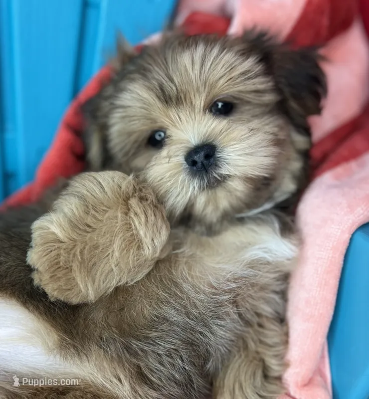 Vivian vet check fecal test ready now!  – Shih Tzu, Yorkshire Terrier puppy for sale in Tacoma, WA
