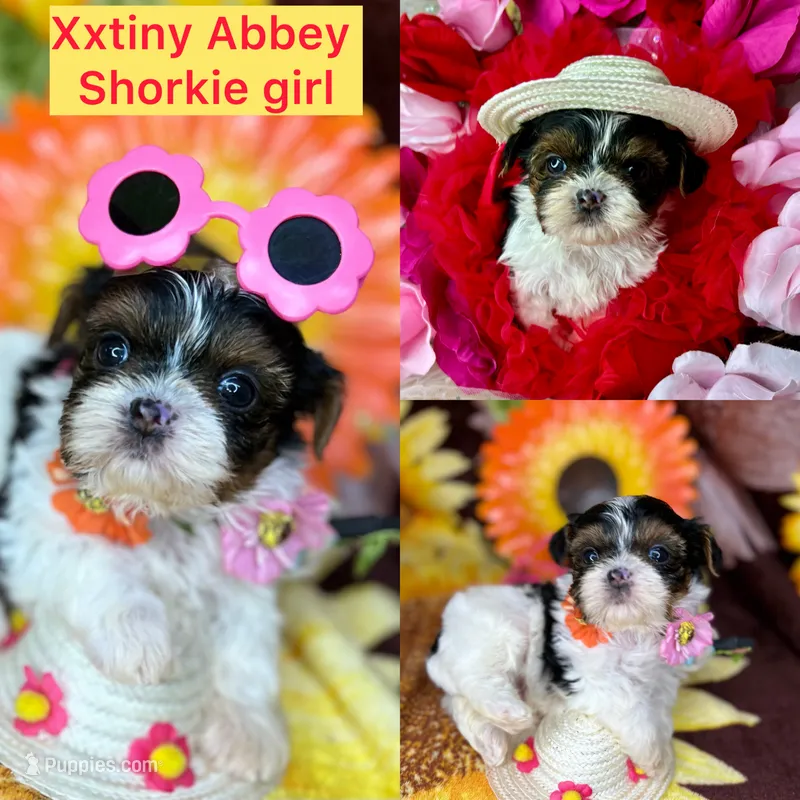  Extreme xTiny baby doll face girl  – Shih Tzu, Yorkshire Terrier puppy for sale in Tacoma, WA