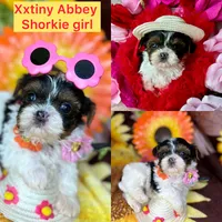 Extreme xTiny baby doll face girl , a female Shih Tzu and Yorkshire Terrier for sale in Tacoma, WA – 1 of 10