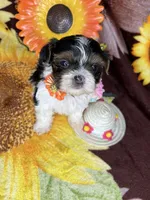  Extreme xTiny baby doll face girl , a female Shih Tzu and Yorkshire Terrier for sale in Tacoma, WA – 9 of 10