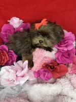 Tiny Lucy ready now! Tiny shorkie girl , a female Shih Tzu and Yorkshire Terrier for sale in Tacoma, WA – 4 of 10