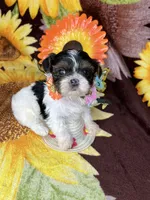  Extreme xTiny baby doll face girl , a female Shih Tzu and Yorkshire Terrier for sale in Tacoma, WA – 10 of 10