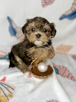 Hank extreme teddy bear face! , a male Shorkie for sale in Tacoma, WA – 5 of 10