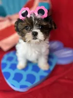 Abbey EXTREME BABY DOLL FACE! Ready now, a female Shih Tzu and Yorkshire Terrier for sale in Tacoma, WA – 9 of 10