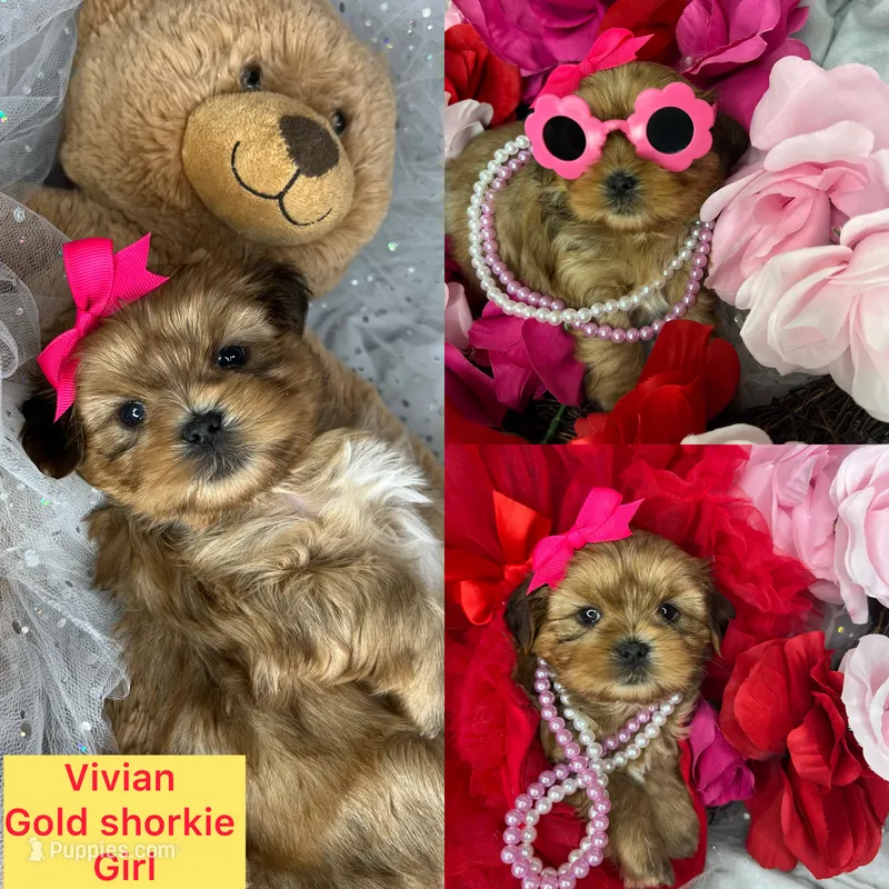 Vivian EXTREME TEDDY BEAR FACE!  – Shih Tzu, Yorkshire Terrier puppy for sale in Tacoma, WA