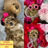 Vivian EXTREME TEDDY BEAR FACE! , a female Shih Tzu and Yorkshire Terrier for sale in Tacoma, WA – 1 of 10