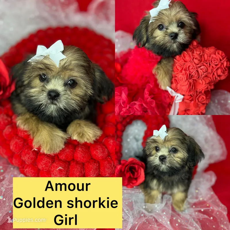 Amour Sweetest girl ready now  – Shih Tzu, Yorkshire Terrier puppy for sale in Tacoma, WA