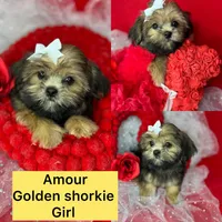 Amour Sweetest girl ready now , a female Shih Tzu and Yorkshire Terrier for sale in Tacoma, WA – 1 of 7