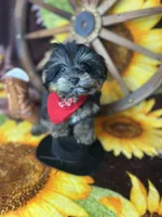 Extreme teddy bear face! Vet checked ready now , a male Shih Tzu and Yorkshire Terrier for sale in Tacoma, WA – 5 of 6