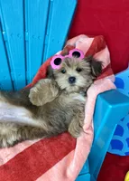 Baby doll face!  vet check fecal test ready now! , a female Shih Tzu and Yorkshire Terrier for sale in Tacoma, WA – 5 of 8