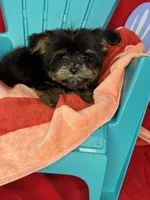 Xxxtiny Tommy shorkie boy , a male Shih Tzu and Yorkshire Terrier for sale in Tacoma, WA – 10 of 10