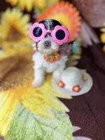  Extreme xTiny baby doll face girl , a female Shih Tzu and Yorkshire Terrier for sale in Tacoma, WA – 3 of 10