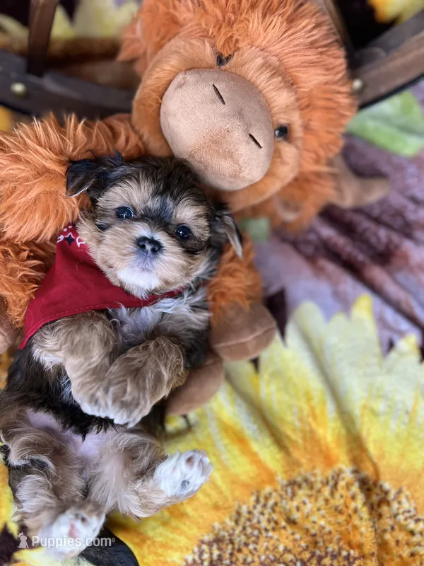 JACKS sunshine gold  – Shorkie puppy for sale in Tacoma, WA
